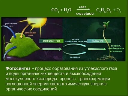 В каком процессе происходит образование кислорода