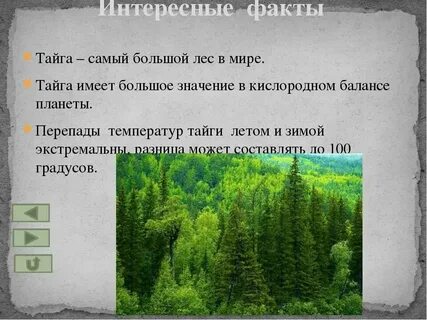 Экологические связи в тайге 4