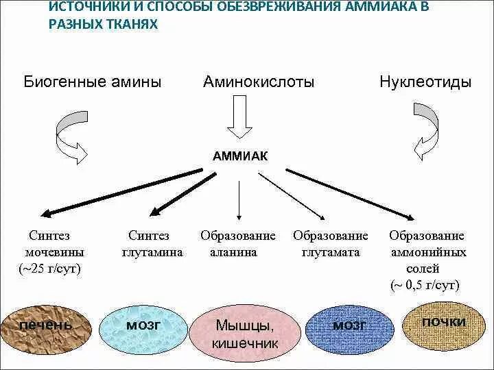 Какой способ обмена товарами является прямым. Мочевая кислота конечный продукт азотистого обмена у. Источники и способы обезвреживания аммиака в разных тканях. Пути обезвреживания аммиака в разных тканях.. Основные пути образования аммиака в организме.