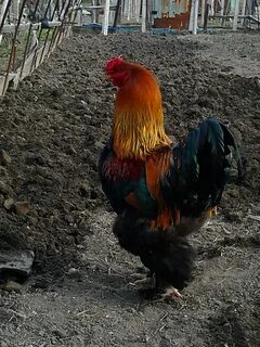 Петух брама