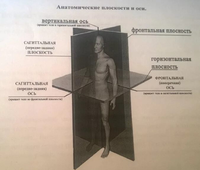 Вертикальную или фронтальную загрузку. Сагиттальная плоскость и фронтальная ось. Сагиттальная ось вращения. Фронтальная сагиттальная и вертикальная оси. Анатомические плоскости тела.