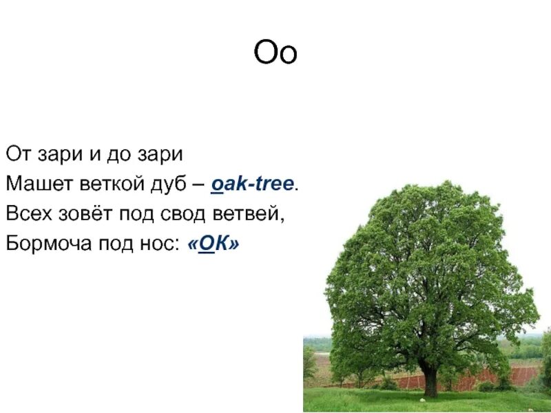 От зари до зари продолжить предложение 2. Дуб по английски. загадка среди ветвей дуба заливался. от зари до зари предложение 2. ветвями машет.