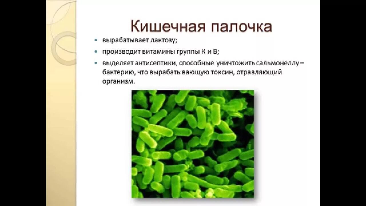 Свойства кишечной палочки. Бактерия кишечная палочка. Полезная кишечная палочка. Полезные микробы.