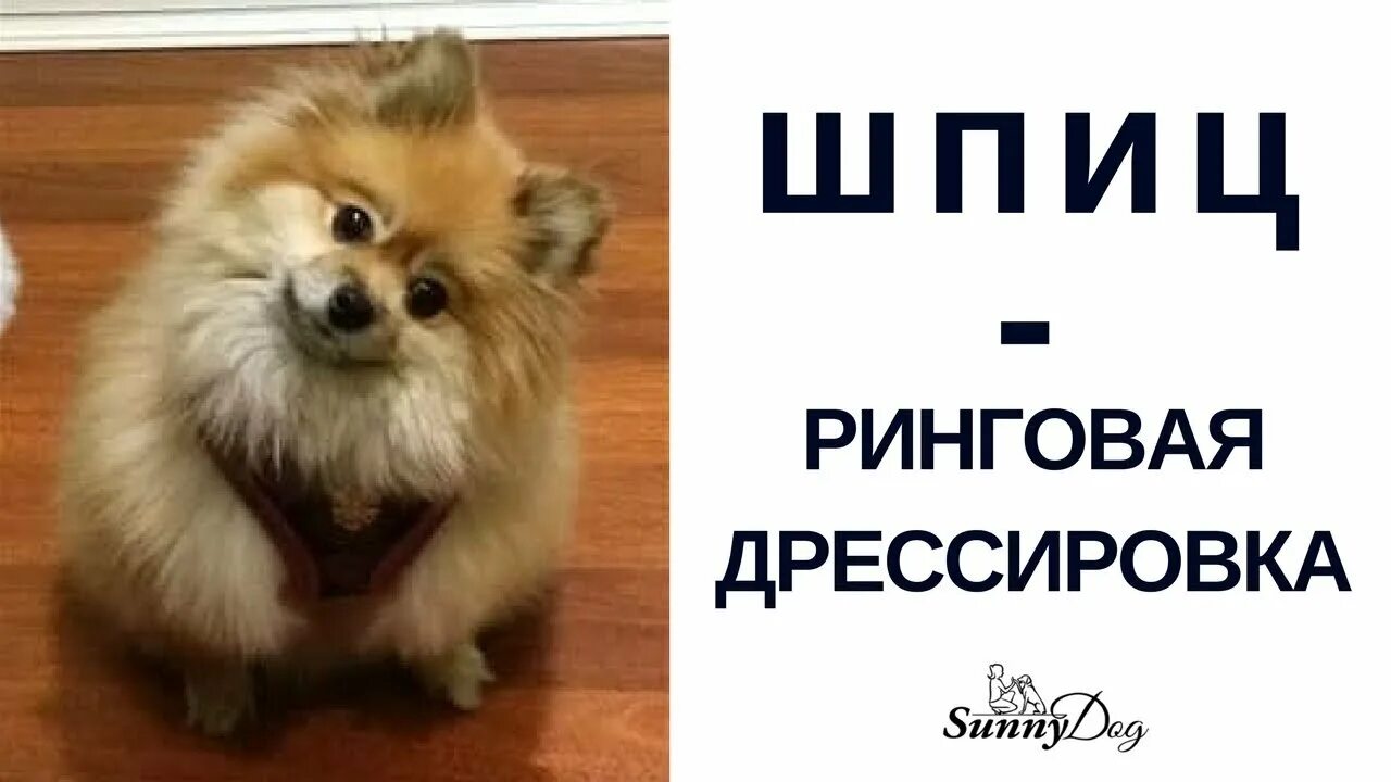 Как воспитать шпица. Дрессировка шпица. померанский шпиц дрессировка. шпица гладят. шпиц дрессировка фото.