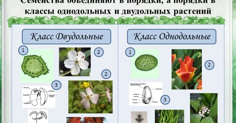 Двудольными растениями являются. Однодольные и двудольные растения. Покрытосеменные растения класс двудольные. Однодольные Однодольные. Однодольных цветковых растений..