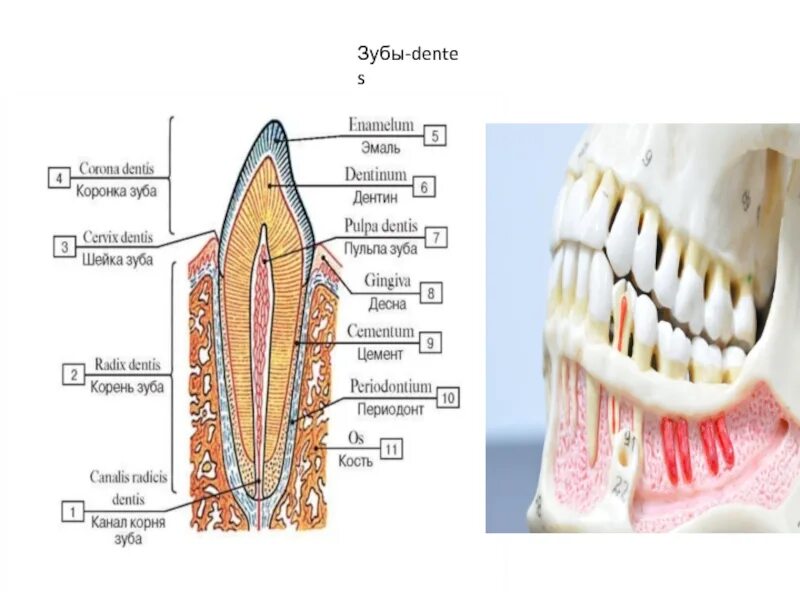Строение зубной системы человека.