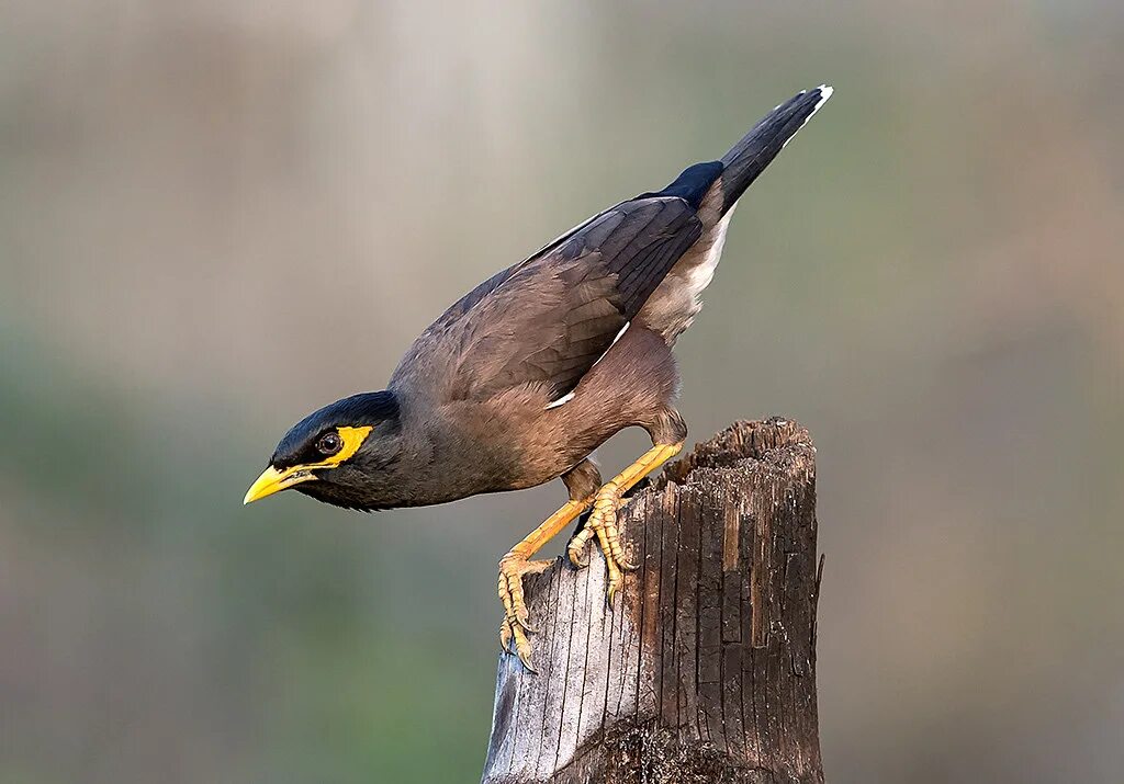 Майна (Acridotheres tristis). Священная майна. Майна обыкновенная (common Myna).. Майна птица саранчовый скворец. Птицы с желтым клювом фото