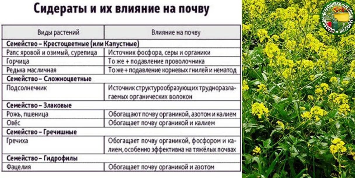 Чистотел какая почва. Фацелия и горчица сидераты. Бобовые крестоцветные сидераты. Двулетние растения сидераты. Горчица сарептская сидерат.