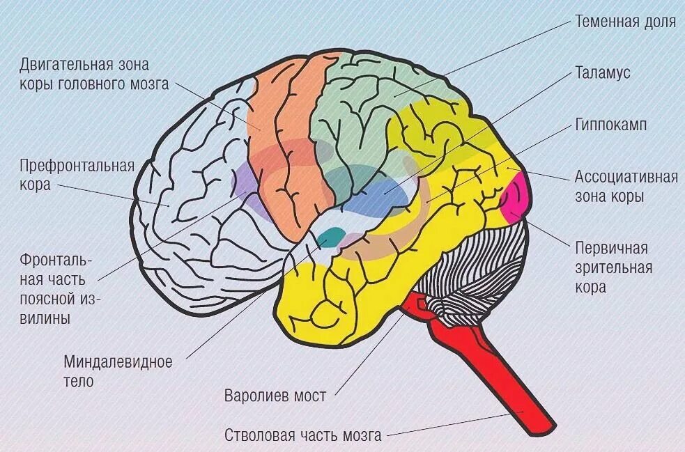 Теменные зоны коры головного мозга. Зрительные доли коры головного мозга.