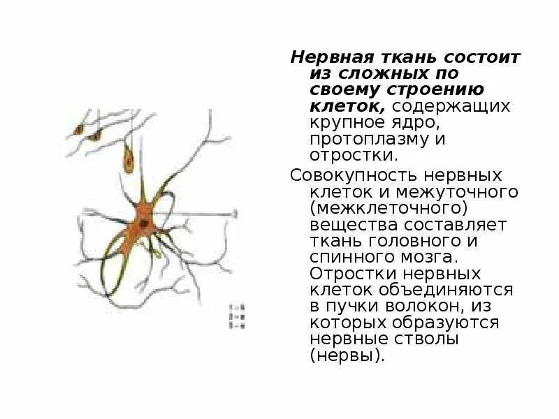 Распределите по группам характеристики отростков нервной клетки. Нервная ткань. Нервная ткань состоит. Отростки нервной ткани. Из чего состоит нервная ткань.