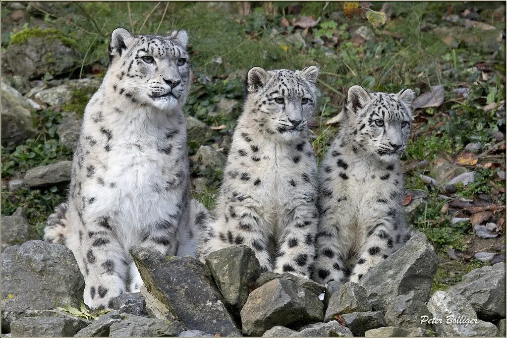 Барс северная осетия. - снежный барс (panthera uncia. Ирбис алания. Снежный барс в гималаях. Снежный барс тянь шань.