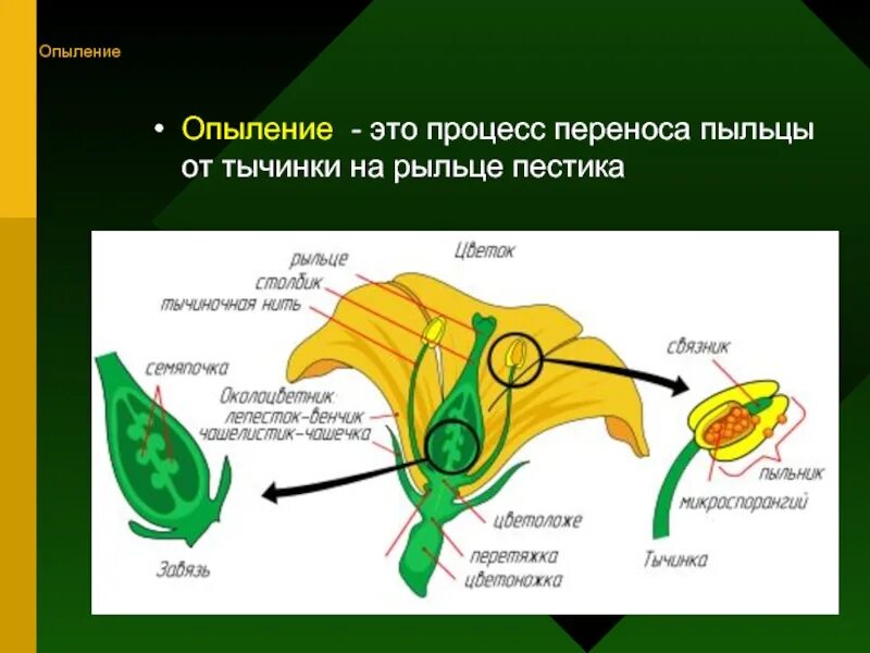 Опыление процесс переноса пыльцы. Как называется процесс переноса пыльцы у цветковых. Процесс опыления процесс опыления. Опыление пестика. Перекрестное опыление цветковых растений.
