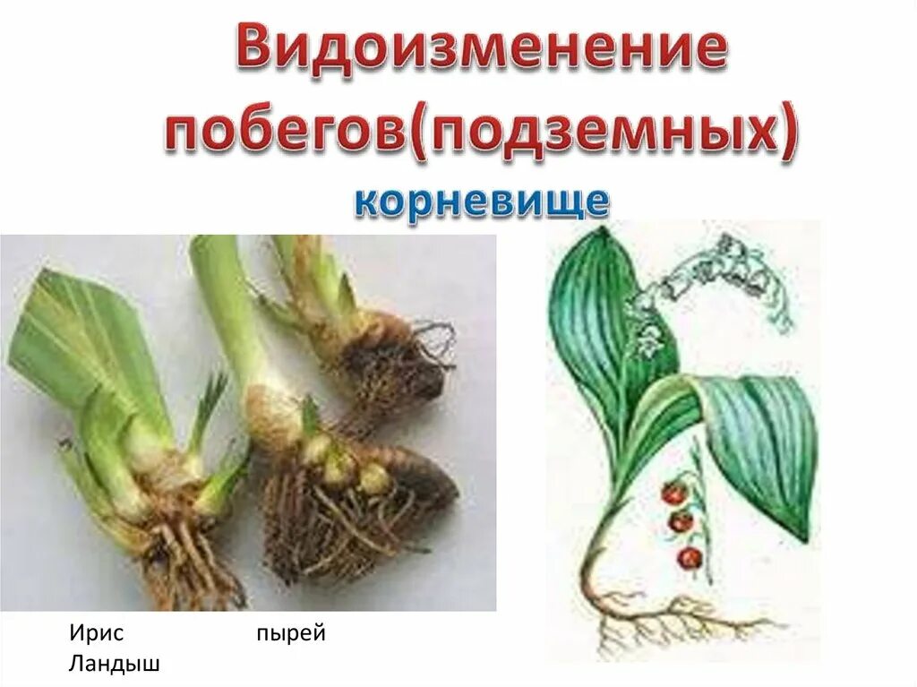 Подземными побегами являются корневища