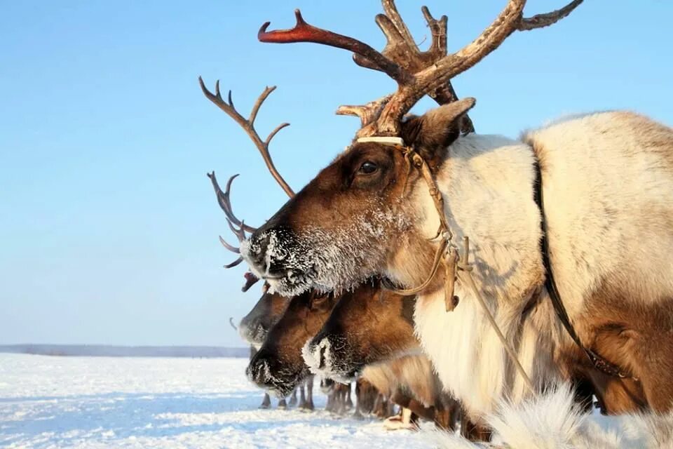 Северный олень. A North American Reindeer.