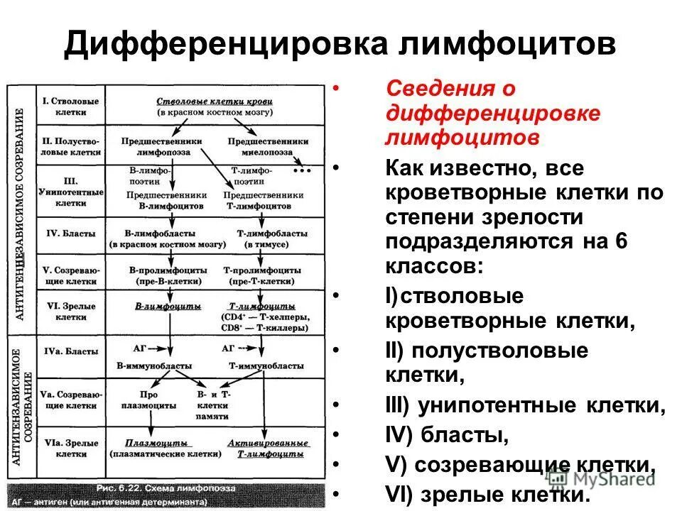 Пример дифференцировки. Пример дифференцировки. Пример современной дифференциации. Пример дифференцировки. Пример дифференцировки.