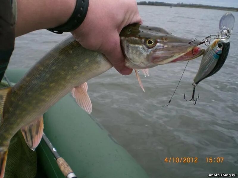 Троллинг щуки. Троллинг щуки. Троллинг щуки. Троллинг щуки. Ловля щуки на дорожку.