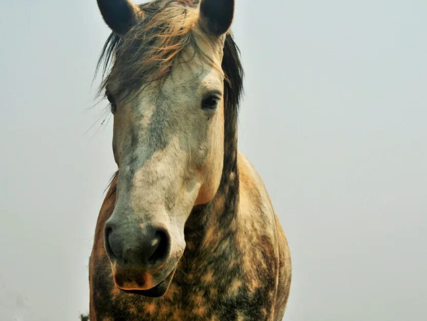 Лошадиное лицо. Horse face. Horse face. Красивые морды лошадей. Horse face.