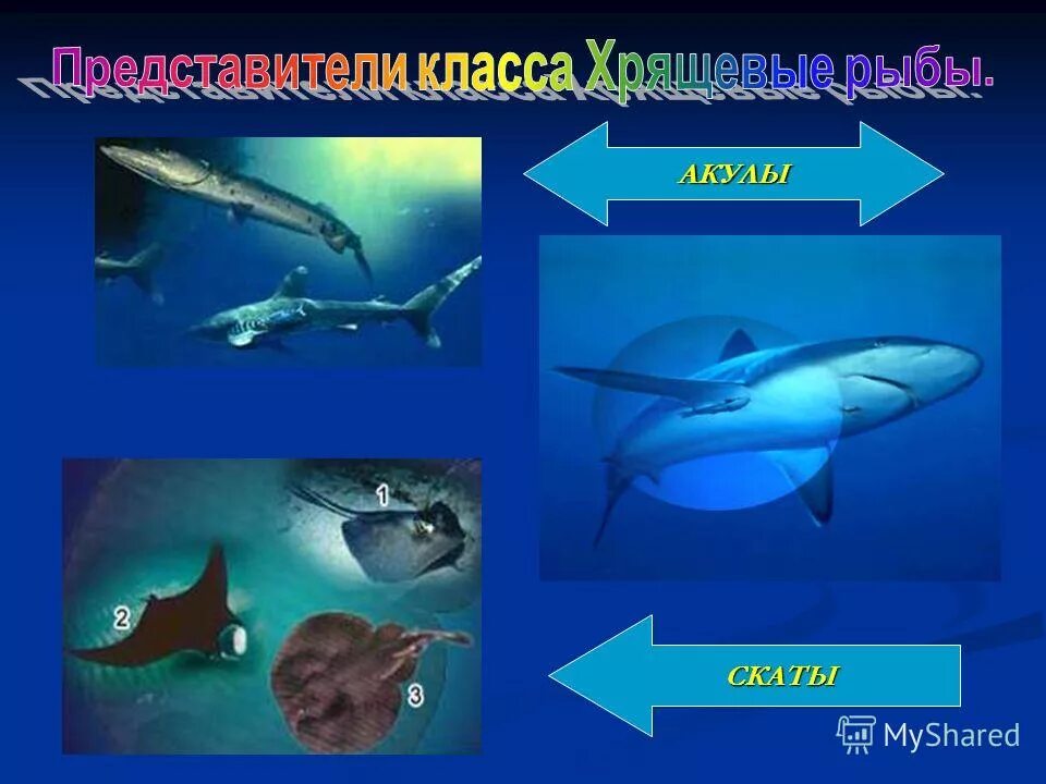 Гибрид акулы и ската. Презентация на тему акулы скаты. Акулы и скаты. Почему акул и скатов считают наиболее примитивными рыбами. Акулы и скаты.