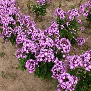 Флокс низкорослый