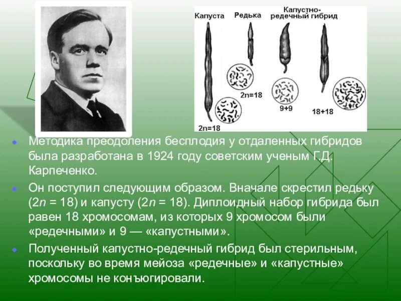 Капустно редечный гибрид. Г д карпеченко селекция. карпеченко полиплоидия. карпеченко георгий дмитриевич гибриды. георгий карпеченко достижения в селекции.