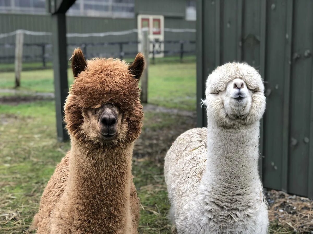 Alpaka story. Альпака на рабочий стол. Лама и альпака. Alpaka story. Альпака vicugna pacos.