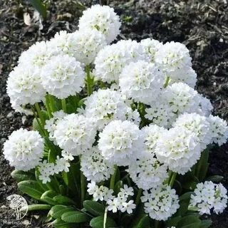 Примула сиреневая