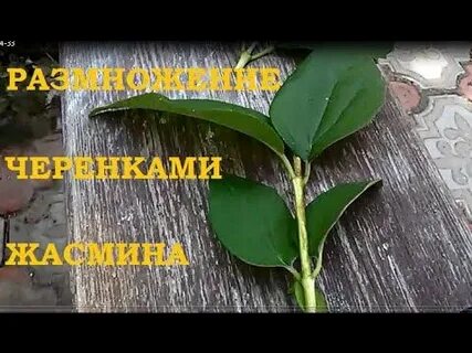 Укоренение жасмина черенками