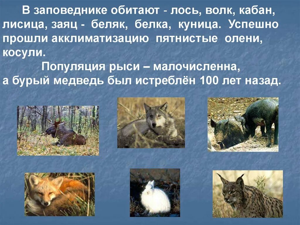 Животные в жигулевском заповеднике. Животные жигулевского заповедника занесенные в красную книгу. фауна жигулевского заповедника. какие животные живут в жигулевском заповеднике.