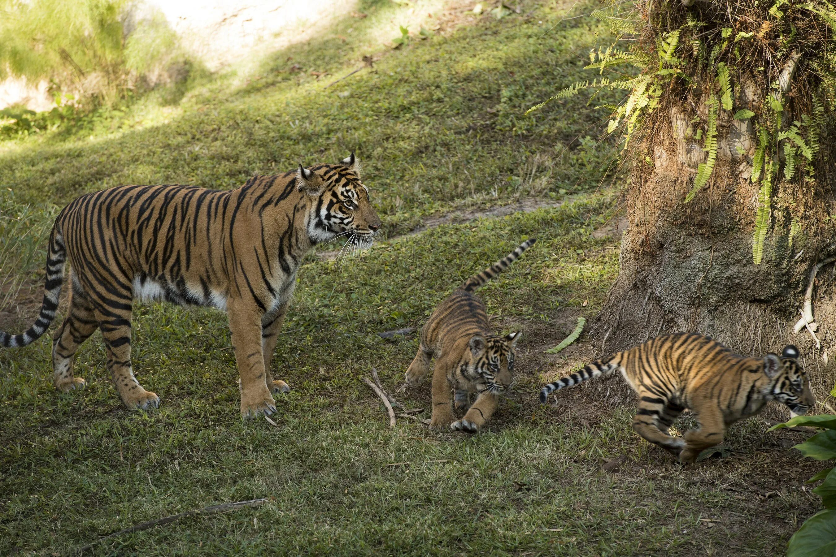 Велотигр. Суматранский тигр. Суматранский тигр и Амурский. Суматранский тигр фото. Суматранская тигрица.