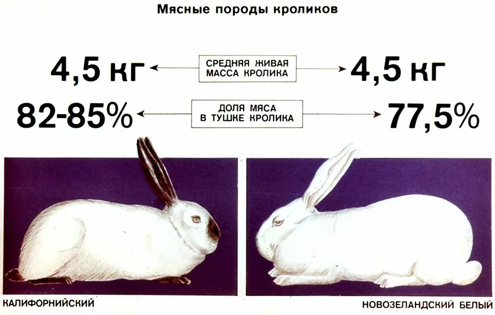 Вес Калифорнийского кролика в 2 месяца. Вес кролика калифорнийской породы. Кролики мясной калифорнийской породы. Калифорниец кролик вес. Что человек получает от кролика