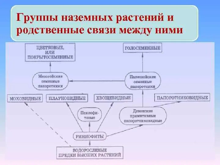 Родственные связи между группами животных