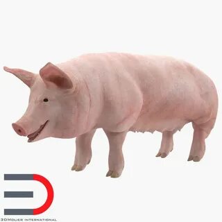 Pig models