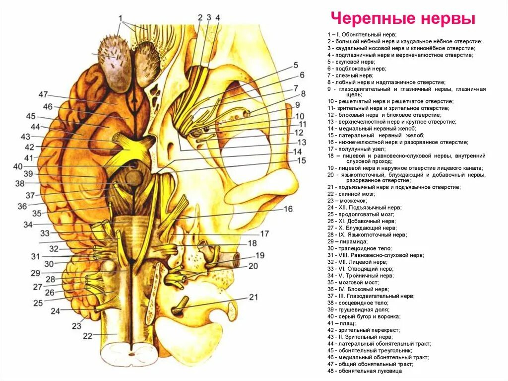 Анатомия черепно мозговых нервов. Черепно мозговые нервы на латыни. Черепно мозговые нервы анатомия. Черепные нервы анатомия.