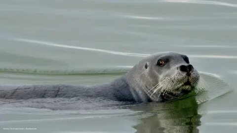 Тюлень живет в море