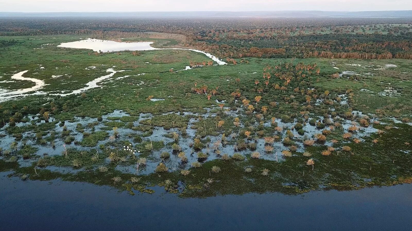 Заповедник Пантанал. Пантанал болото. Пантанал Бразилия. Бразилия болотистая впадина Пантанал.