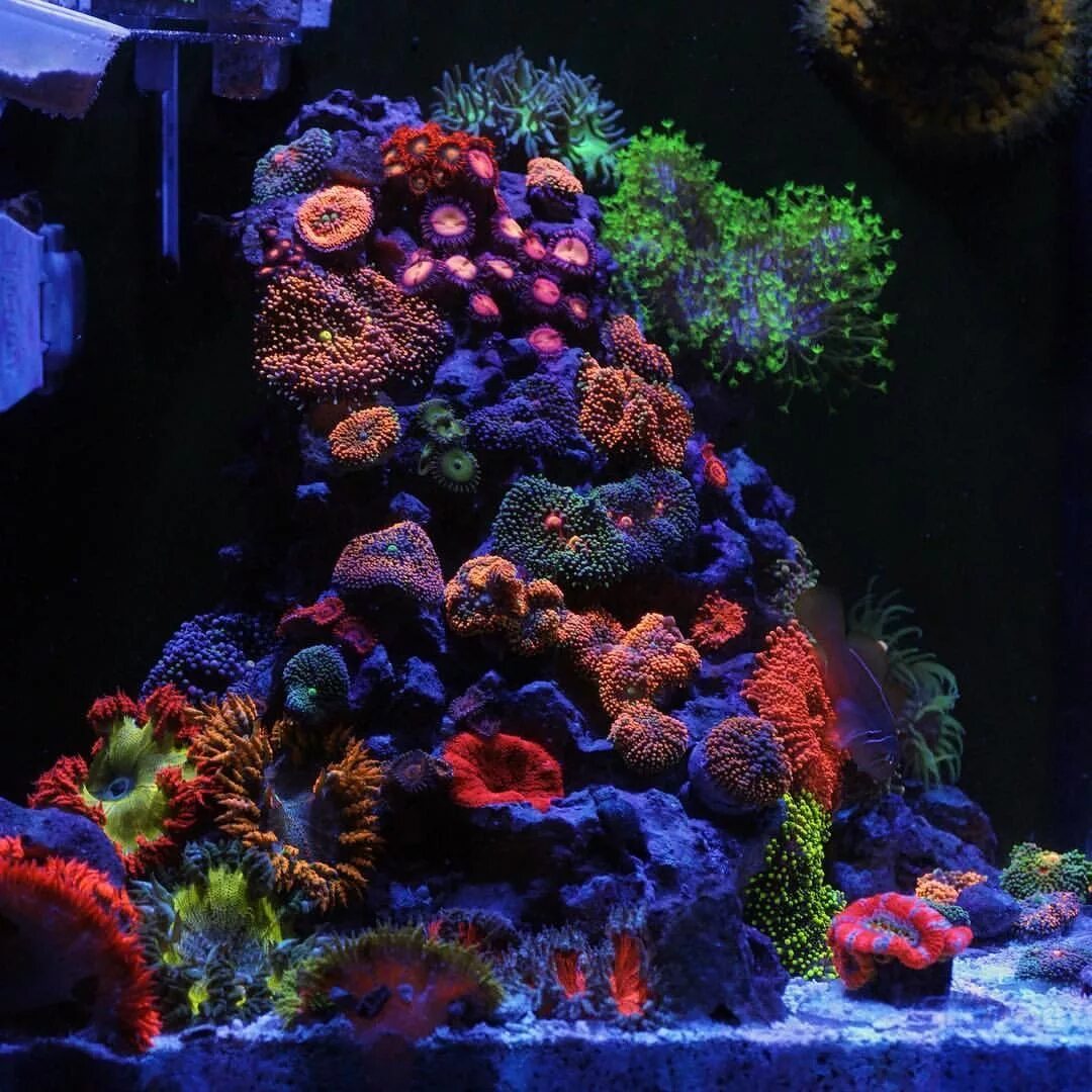 Fourth Quarter of 2007 . Franco Dodaro - Cosenza - Italy - zeovit.com Aquarium f