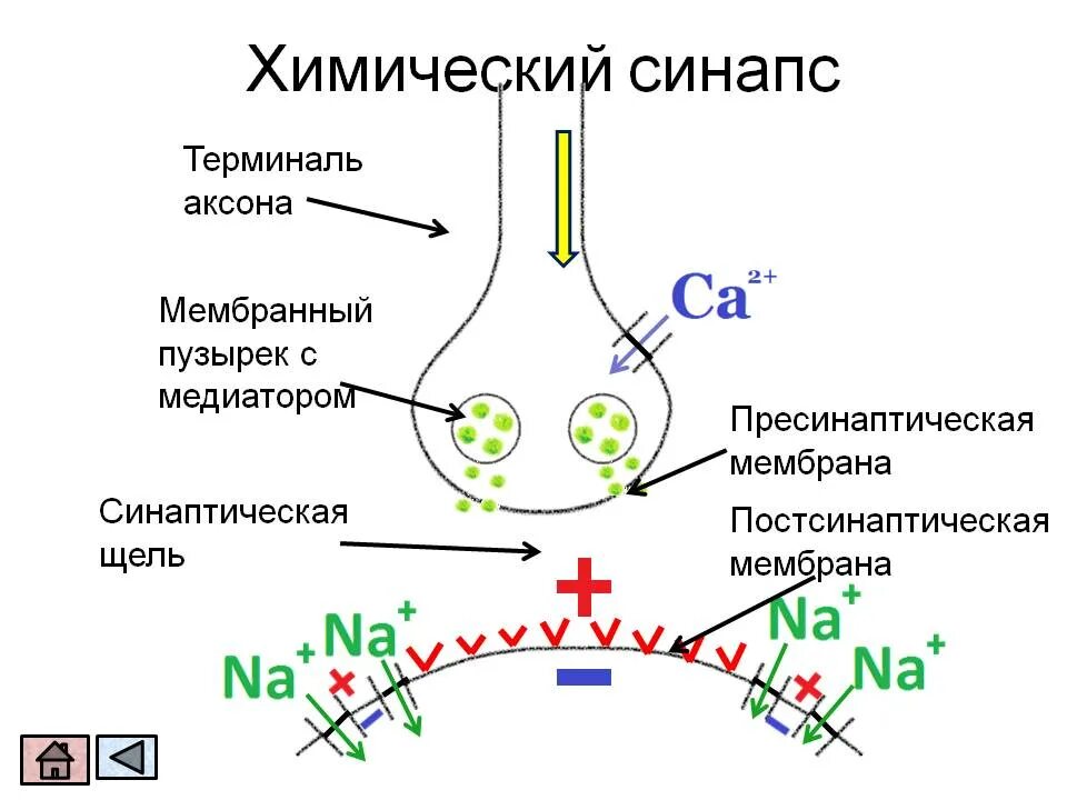 Синаптические пузырьки. Медиаторы синапсов схема. Схема строения химического синапса физиология. Механизм передачи возбуждения в химическом синапсе. Структура типичного химического синапса.