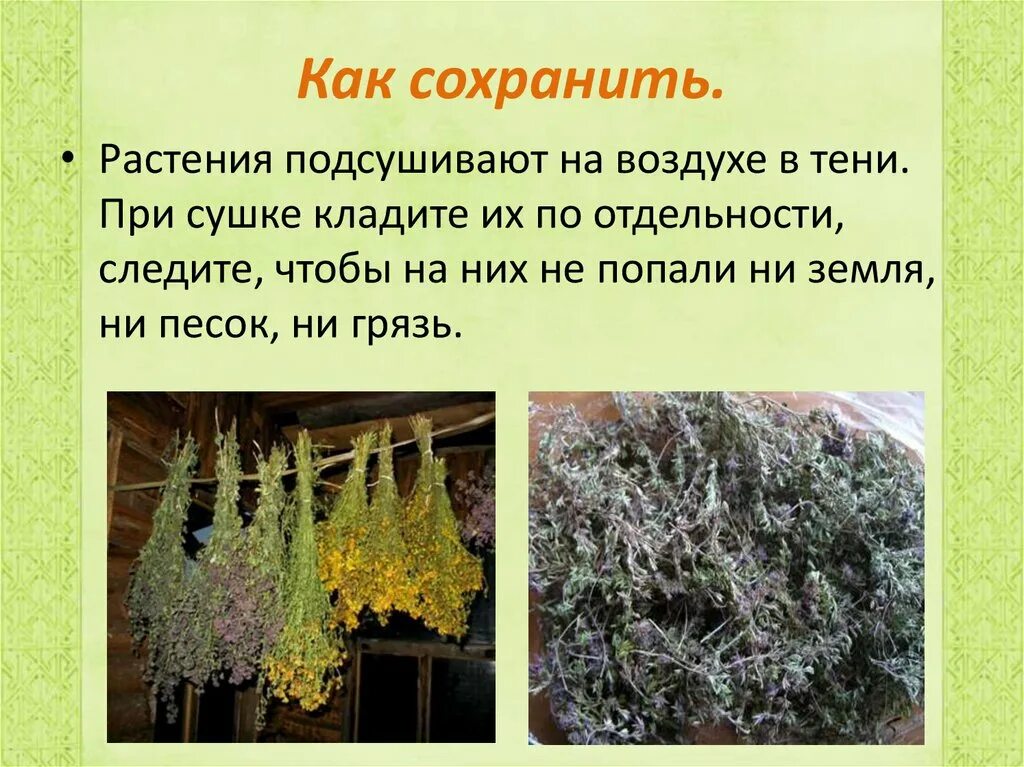 Как можно сохранить растения. Лекарственные травы презентация. Трава для презентации. Лекарственные растения презентация. Как сохранить растения на земле.