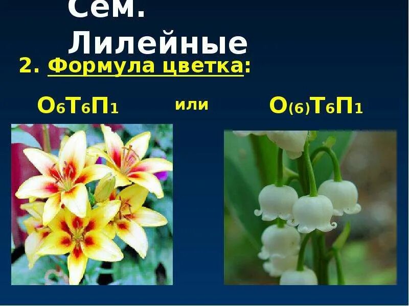 Какая формула цветка лилейных. Лилейные Лилия формула цветка. Формула цветка лилейных 6 класс. Формула цветка семейства Лилейные. Формула цветка лилейных растений.