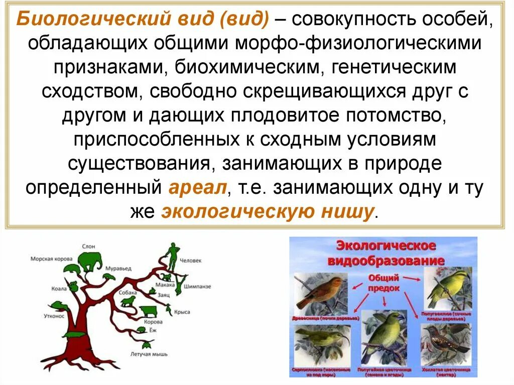 Биологический вид. Биологический вид это совокупность особей. Особь это а биологический вид. Виды биоразнообразия. Что такое физиологические признаки в биологии