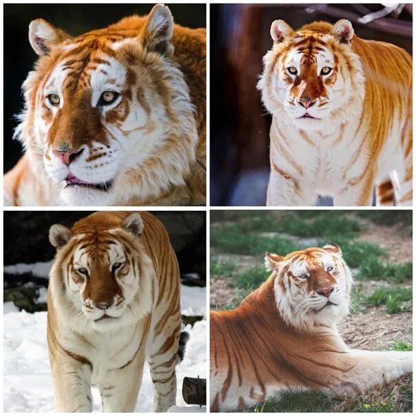 Золотой тигр. Подвиды тигров. Золотой тигр животное. Бело золотой тигр. Бенгальский тигр подвид тигра