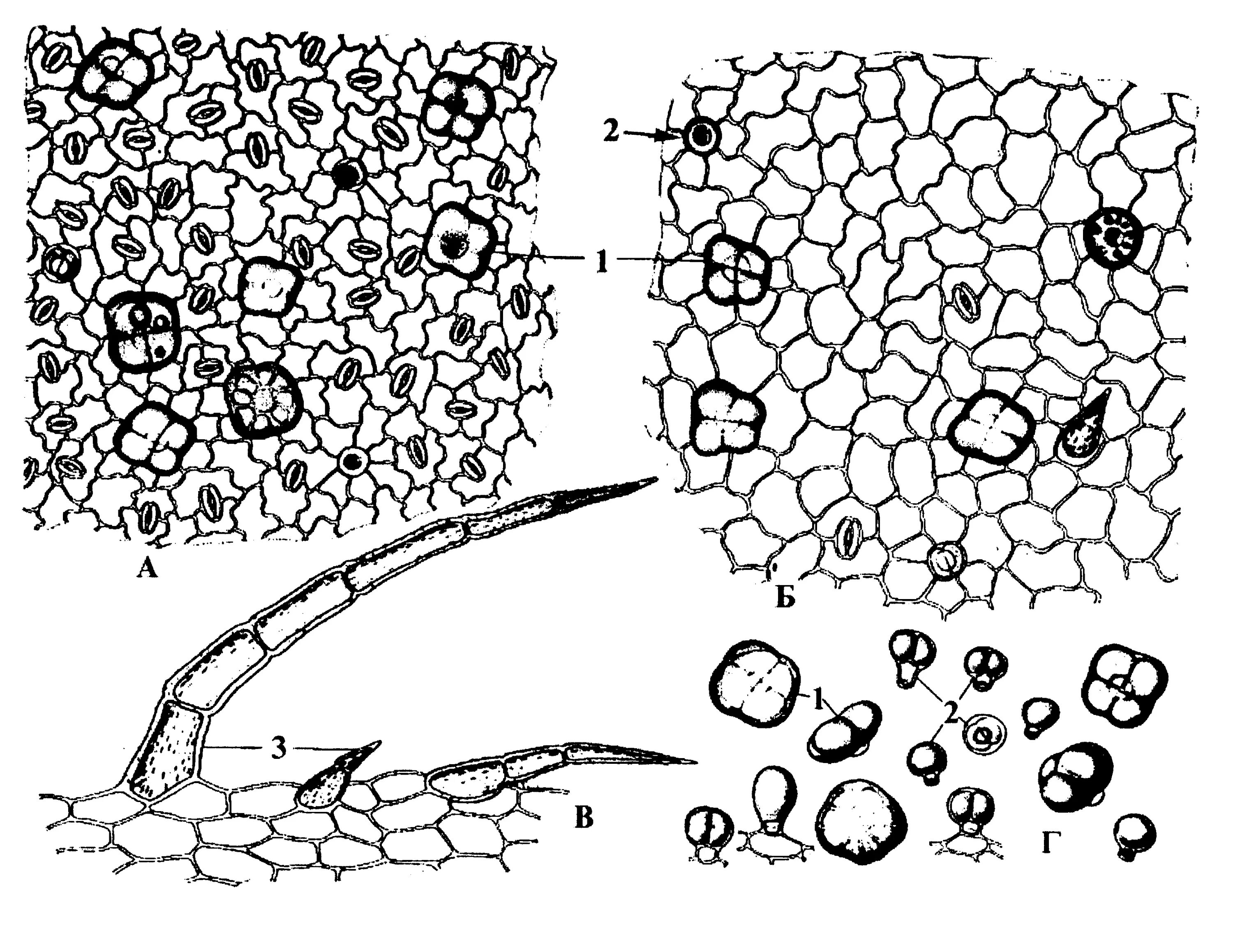Микроскопический анализ лекарственного растительного. Листья почечного чая микроскопия. Микроскопия чайного листа. Шалфей лекарственный микроскопия. Порошок шиповника микроскопия.