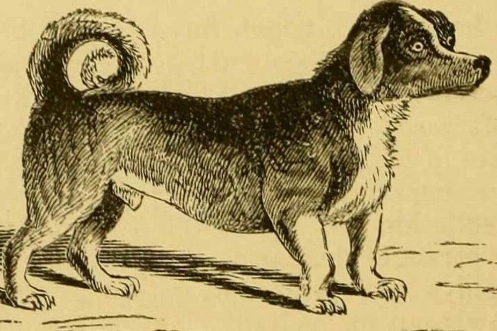 Вертельная собака (Turnspit Dog). Древние собаки. Вымершие собаки. Белый английский терьер вымершая порода.