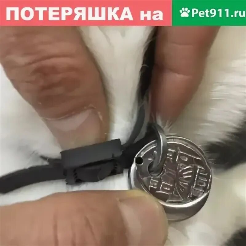 Pet 911