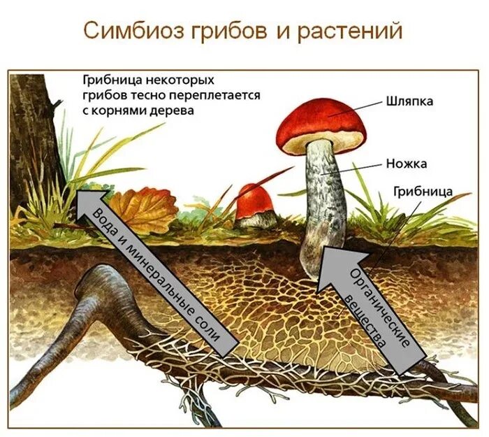 Как называется корень гриба. Симбиоз грибов и растений схема. Симбиоз гриба и растения. Симбиоз грибов и растений. Симбиоз грибов.