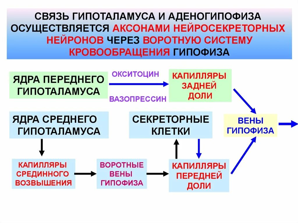 Нейроны ядер гипоталамуса. Нейросекреция гипоталамуса. нейросекреторные ядра гипоталамуса гормоны. ядра среднего отдела гипоталамуса гормоны. связь аденогипофиза с гипоталамусом.