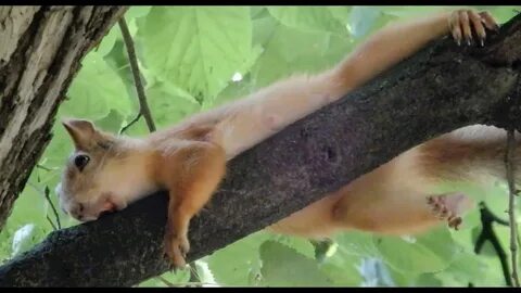 Белка отдыхает и ей жарко / The squirrel is resting and it's hot for h...