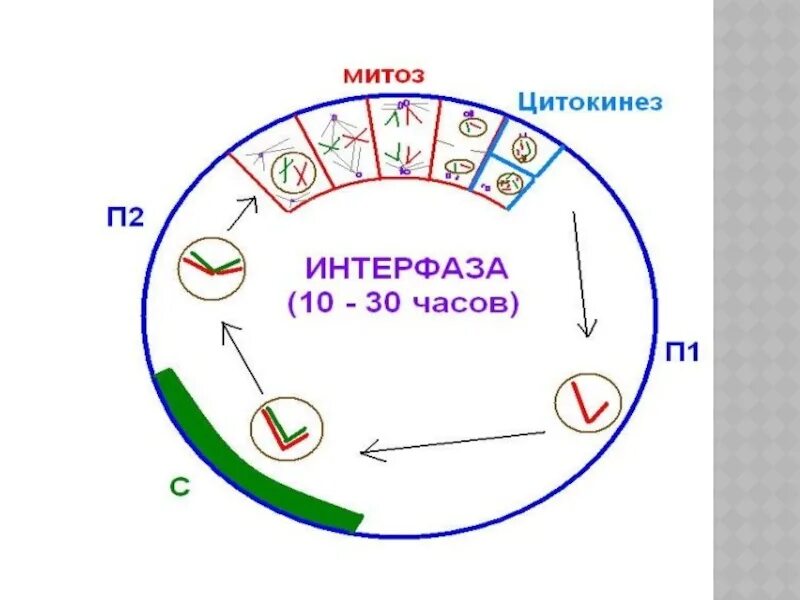 Митоз фазы интерфаза. Клеточный цикл интерфаза и митоз. схема интерфазы клетки. клеточный цикл интерфаза. схема клеточного цикла митоза.
