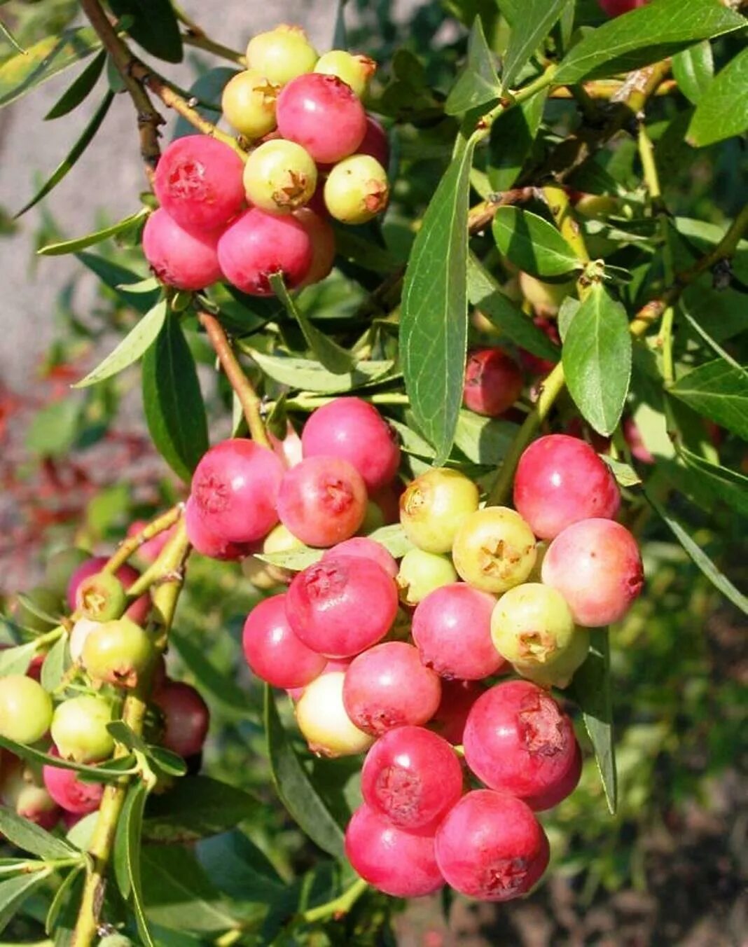 Голубика лимонад описание сорта. Голубика Садовая Пинк лимонад. Vaccinium corymbosum Pink Blueberry. Голубика Pink Lemonade. Голубика красная Пинк лимонад.