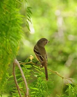 Forest birds